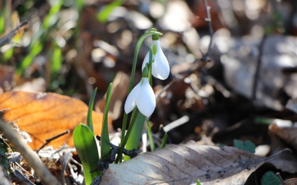 AKDAĞ'In Kardelenleri Koruma Altında