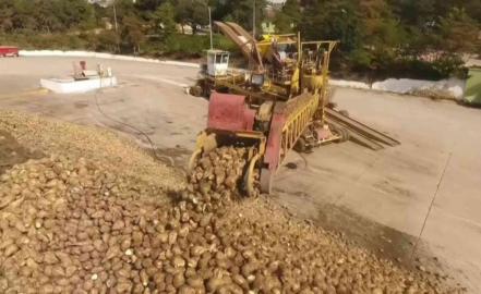 AMASYA'da şeker pancarı ekimi yapan çiftçi sayısı iki kat arttı