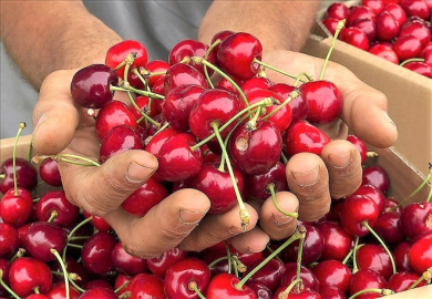 TÜRKİYE Genelinde AMASYA Kiraz Üretiminde ilk üç’e Yükseldi