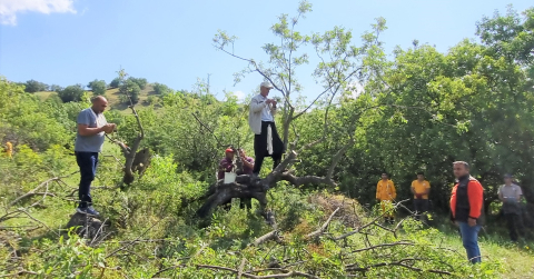 Ağaçlar Aşılanıp, ANTEP FISTIĞI Ormanlarına Dönüştürülüyor