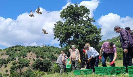 AMASYA'da Keklikler Doğaya Salındı 
