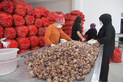 AMASYA OSB’den AB Ülkelerine İhracat