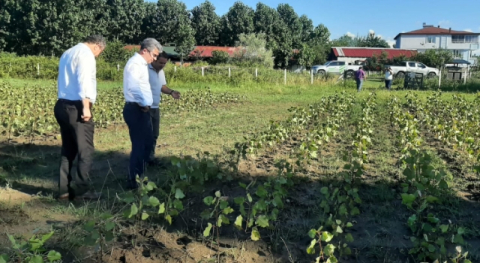 AMASYA’da Dünya’nın En Kaliteli Kavak Ağacı Üretilecek