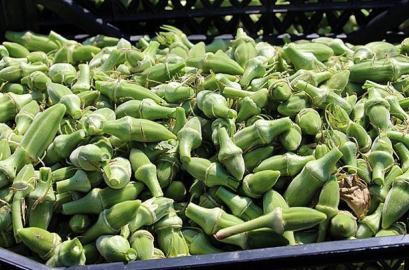 Bamya Bu Senede El Yakıyor