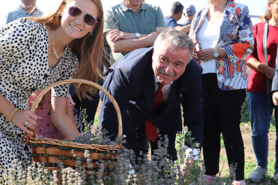 AMASYA’da Lavanta Hasadı Başladı