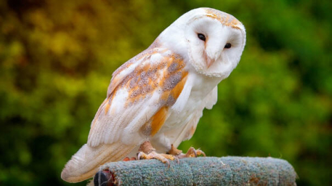 Peçeli Baykuş 'Talih Kuşu' Olarak Orman Ailesinin Misafiri Oldu