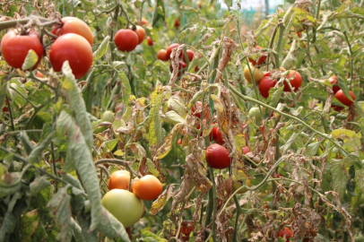 Amasya’da domatesleri 'Tuta absoluta' adlı zararlı böcek çürüttü