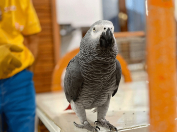 Kayıp papağanı bulana ödül