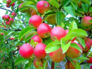 Tescilli misket elmasında hasat başladı