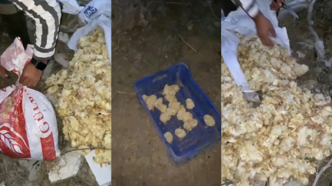 Amasya’da yol kenarında 600 ölü civciv bulundu