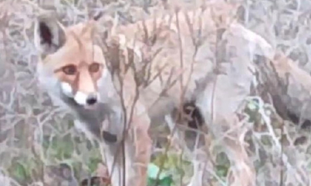 Aç kalan tilki kente indi