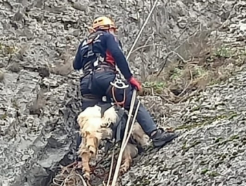 Mahsur kalan keçiyi AFAD kurtardı