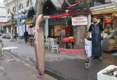 75 kiloluk yayın balığı görenleri şaşırttı