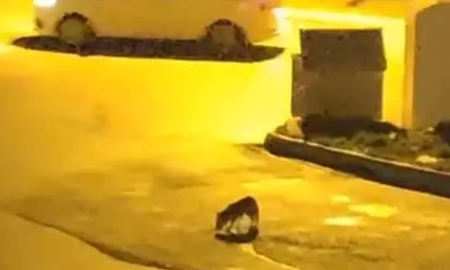 Aç kalan tilki şehir merkezine indi