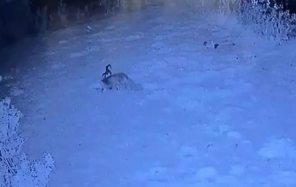 Tilkinin tavuk ve horoz avı