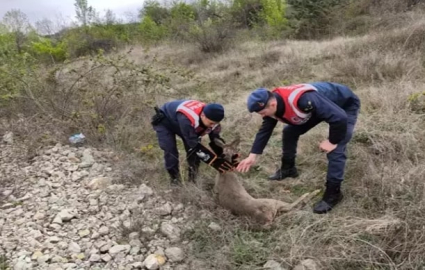 Yaralı karaca tedaviye alındı