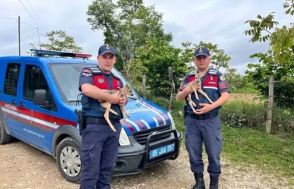 Jandarmanın bulduğu 2 yavru karaca, tedaviye alındı