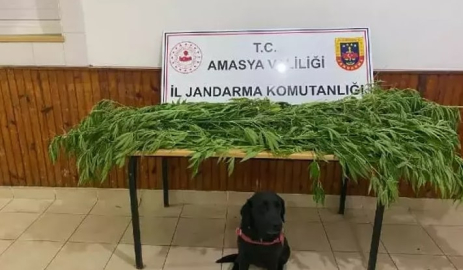 Jandarma’dan uyuşturucu operasyonu: 1 tutuklama