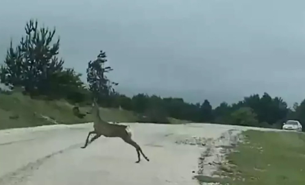 Vali Doruk'un eşi köy merasında karaca görüntüledi