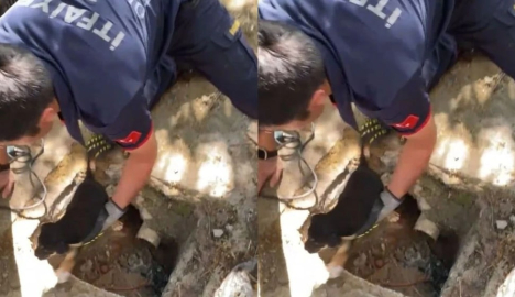 Yavru köpekler atık su borusuna sıkıştı: İtfaiye kurtardı