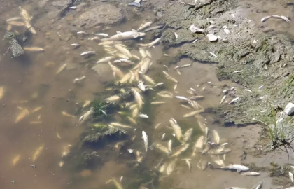 Oksijen yetersizliğinden Yeşilırmak'taki balıklar öldü