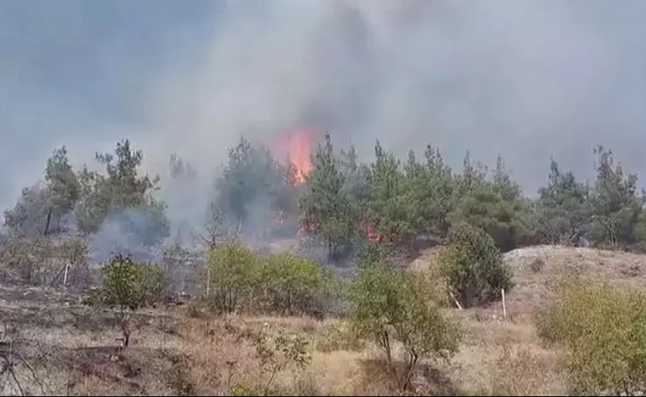 Amasya'da orman yangını korkuttu