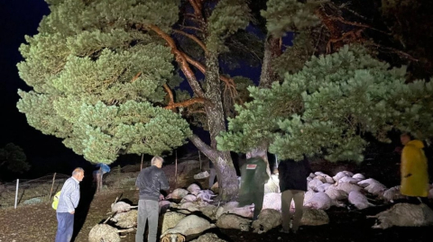 Sağanak yağmurda yıldırım düştü, ağacın altındaki 76 koyun öldü
