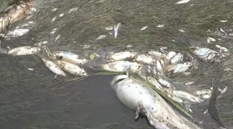 Yeşilırmak'ta oksijen yetersizliğinden balıklar öldü