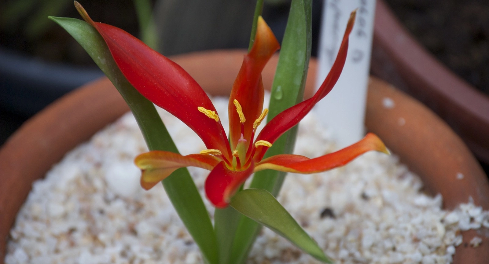 132 yıl sonra Anavatanına geri döndü