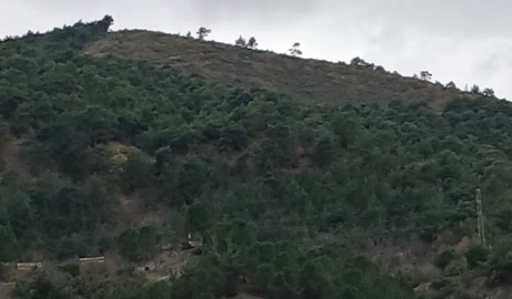 Taşova ormanlarında gençleştirme çalışması 