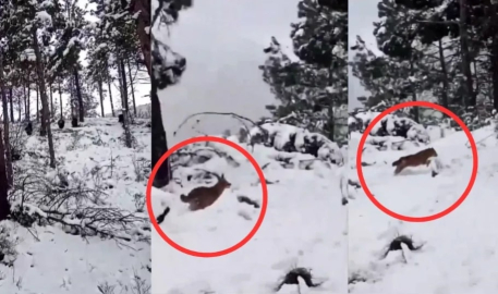 Dağda gezen grubun önüne ‘Kurt’ çıktı