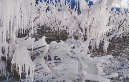 Meyve bahçeleri buz tuttu