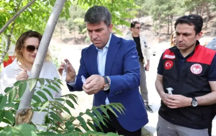 'Kahverengi kokarca'ya karşı 3 bin adet samuray arısı doğaya salındı