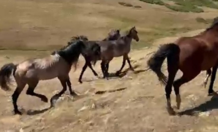 Doğada gezen vatandaşlar Yılkı atları ile karşılaştı