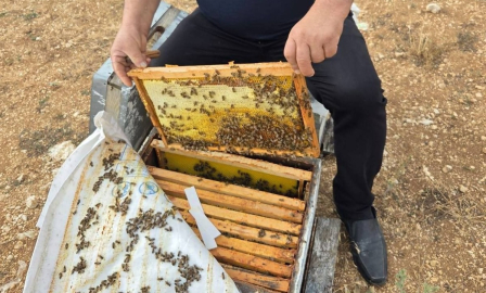 Arıcılık yapanlara Bakanlıktan destek