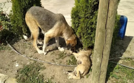 Aracın çarptığı yavru köpeğin başından annesi ayrılmadı