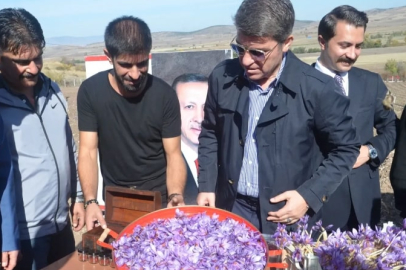 Safran hasadı başladı