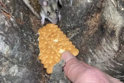 Fareyi bisküvi ile besledi