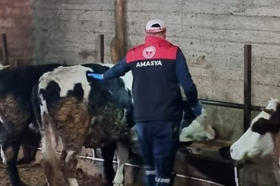 Şap hastalığı için önlemler sürüyor