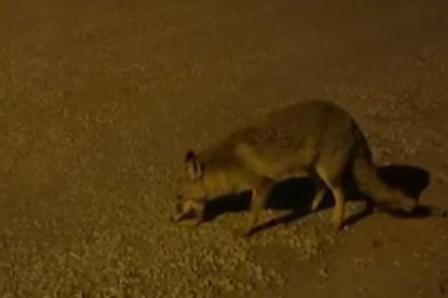 Tilkiyi elleriyle besliyor