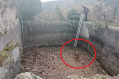 Havuza düşen karacayı itfaiye kurtardı