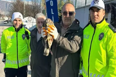 Polisin bulduğu kızıl şahin tedaviye alındı