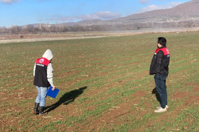 Hububat tarlalarında fenolojik kontrol