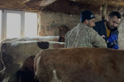 Şap hastalığı için çalışmalar titizlikle sürdürülüyor