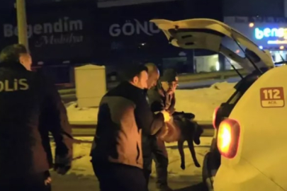 Polislerin bulduğu yaralı yavru kurt tedavi altına alındı