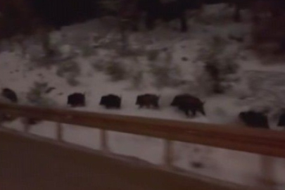 Domuz sürüsü şehre indi