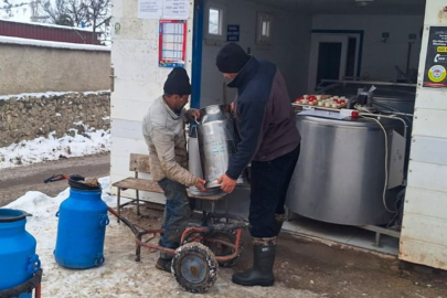 Süt üreticileri birbirleriyle yarışıyor