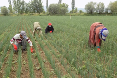 Tarım işçilerinin yevmiyeleri belli oldu