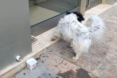 Kış soğuğunda sokak hayvanları unutulmadı