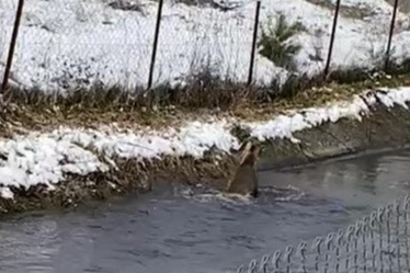 Soğukta su kanalına düşen Karacayı avcılar kurtardı